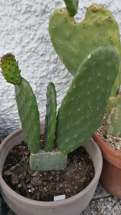 Bouture Opuntia