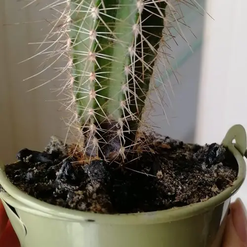 Cactus base noire