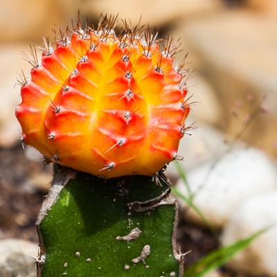 Cactus greffé orange