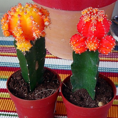 Cactus greffés