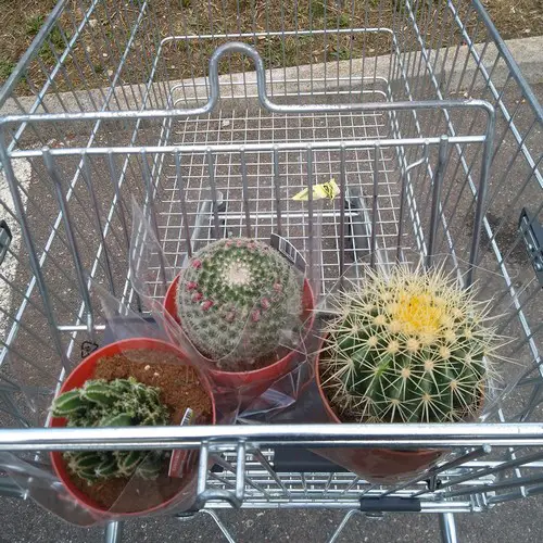 Cactus Lidl