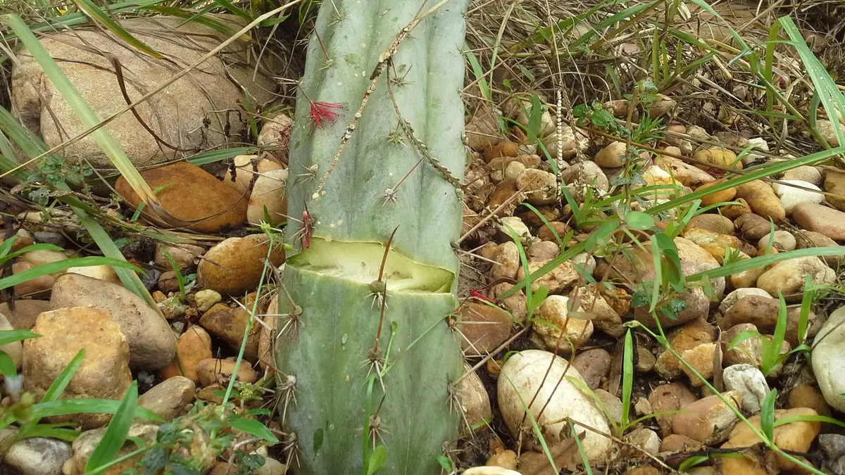 Cactus cassé