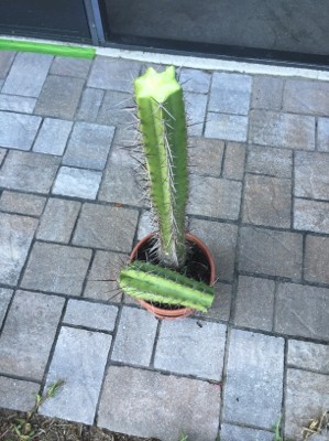 Cactus cassé