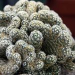Fasciation cactus