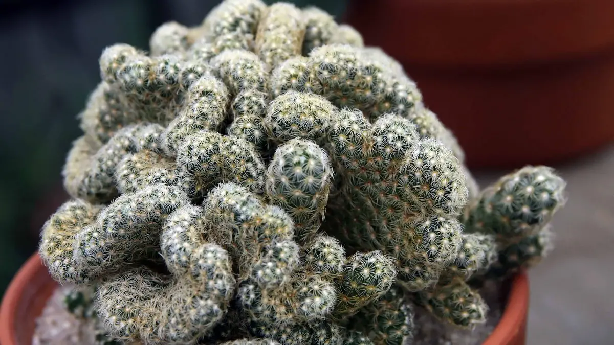 Fasciation cactus
