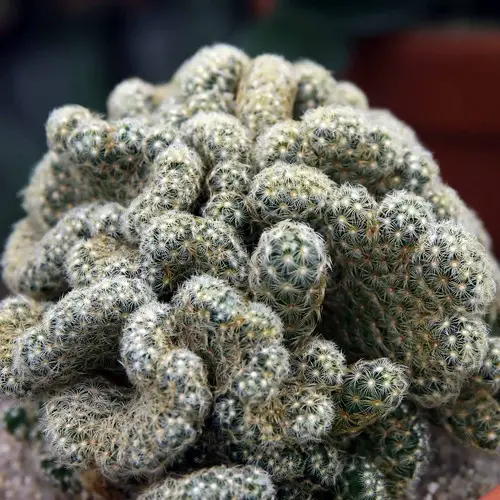 Mammillaria elongata 'cristata'