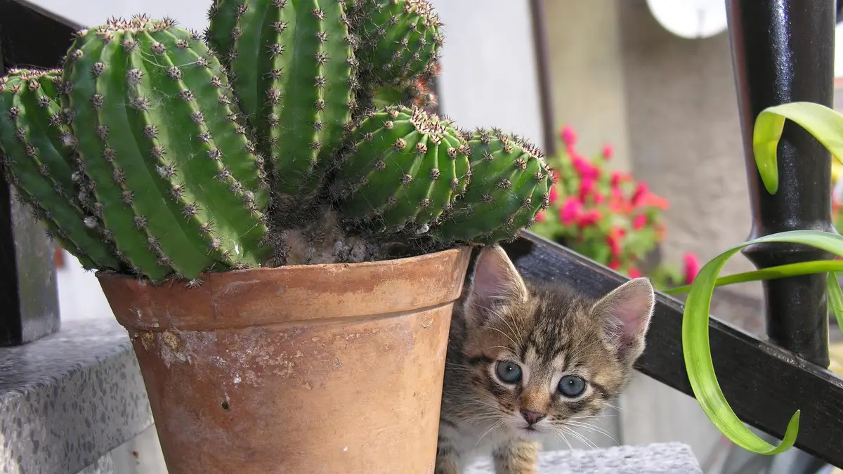 Cactus rempotage