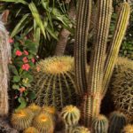 Cactus classification
