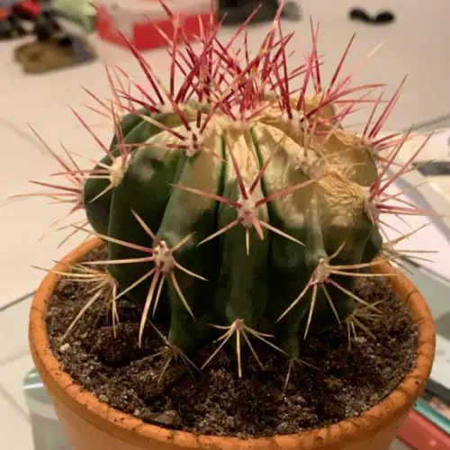 Cactus brulures soleil