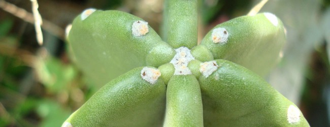 Croissance cactus