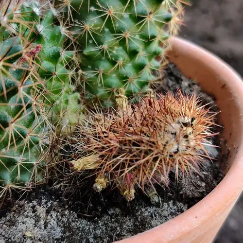 Cactus desséché