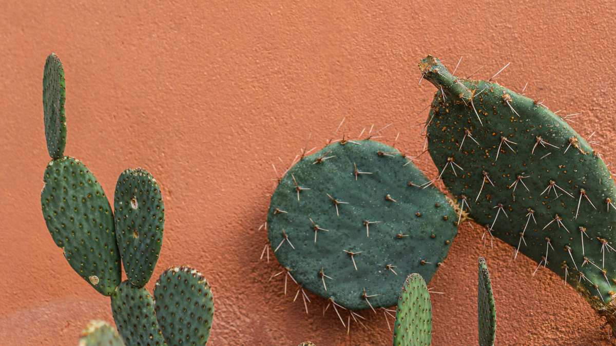 Cactus Encyclo à propos