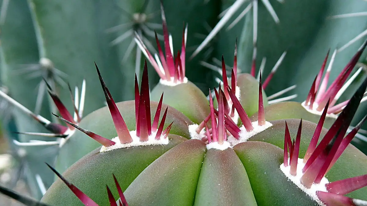 Engrais cactus