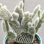 Cactus étiolé