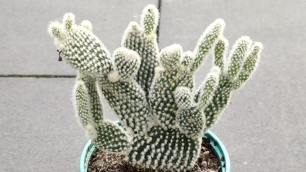 Cactus étiolé