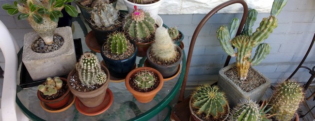 Exposition cactus