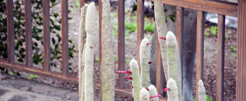 Exposition extérieure cactus