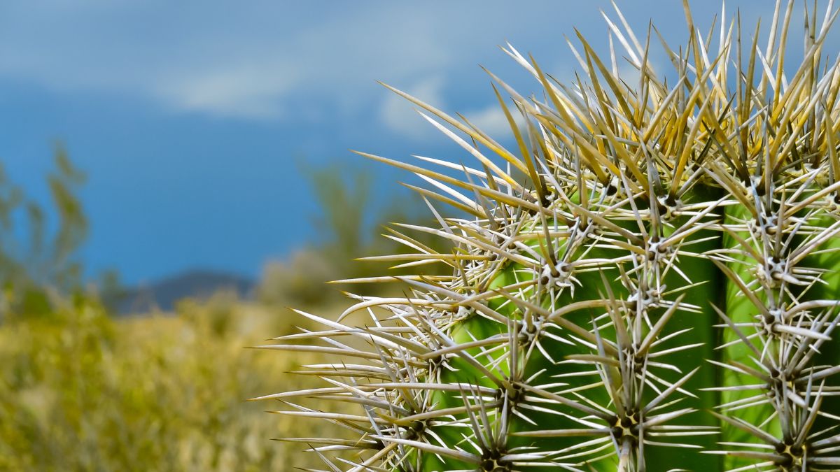 Cactus fin été