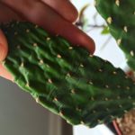 Cactus flétri
