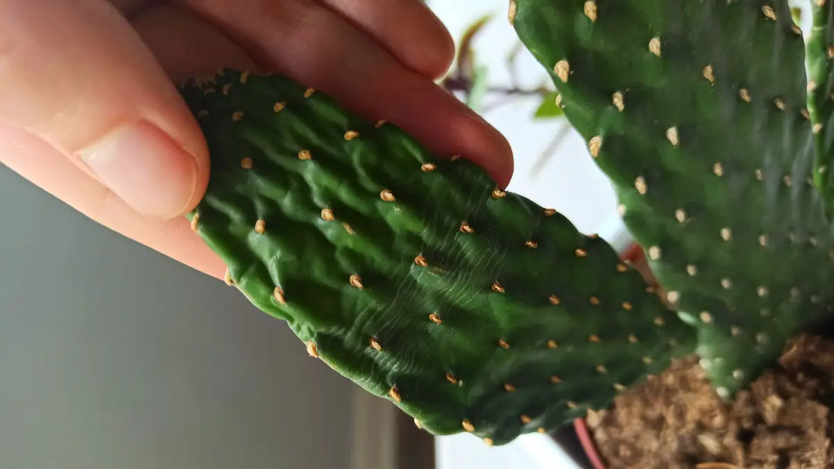 Cactus flétri
