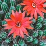 Fleur cactus