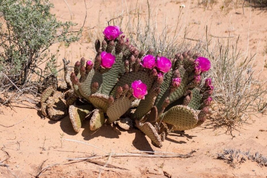 Cactus fleurs étude
