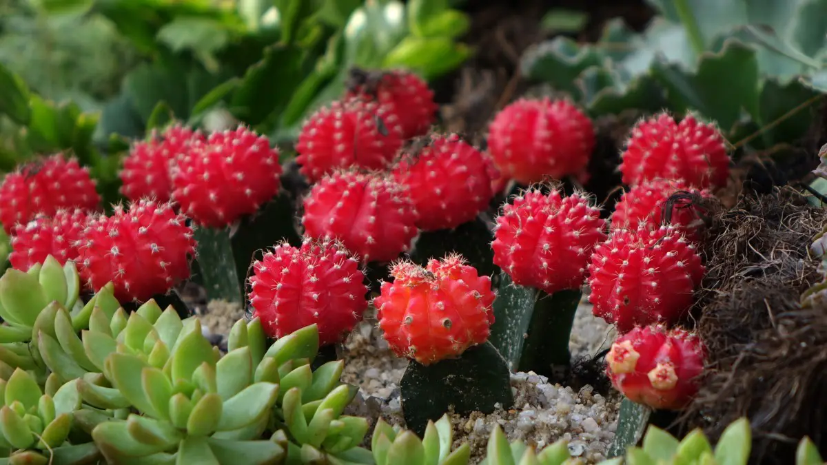 Cactus fraise
