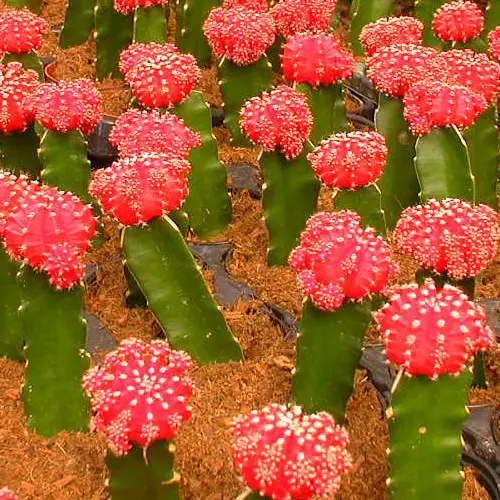 Cactus boule rouge