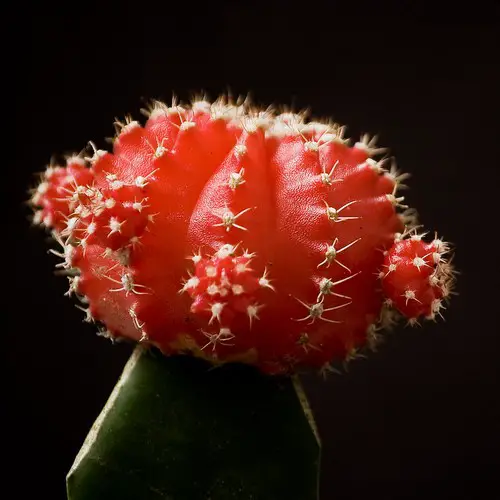 Cactus fraise