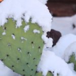 Cactus gel neige
