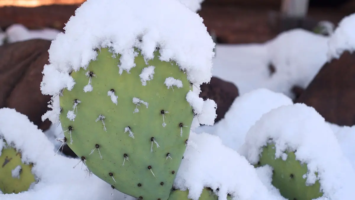 Cactus gel neige