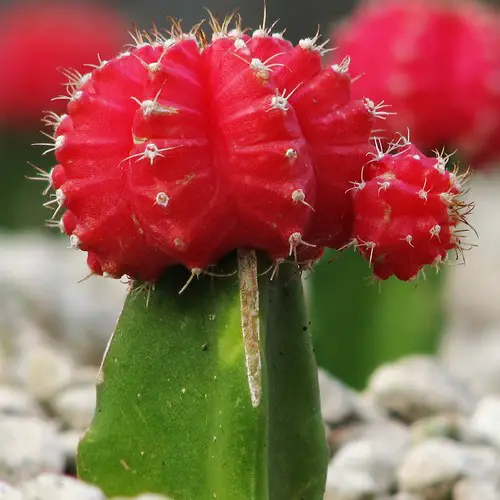 Cactus greffé rouge
