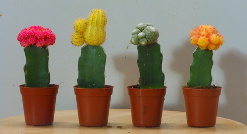 Cactus greffés colorés