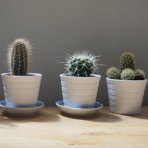 Cactus IKEA
