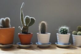 Cactus IKEA