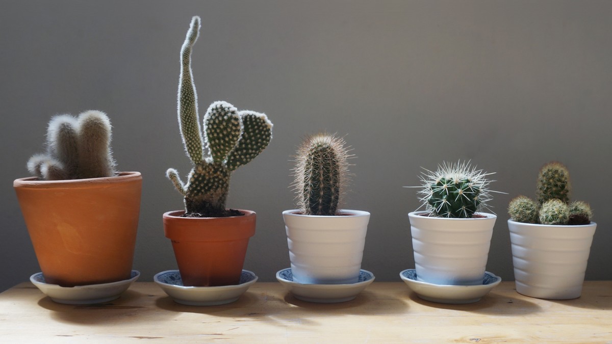 Cactus IKEA comment les choisir et les entretenir ? Cactus Encyclo