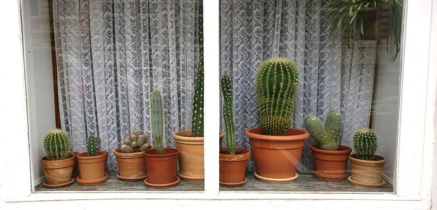 Cactus interieur