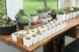 Cactus intérieur