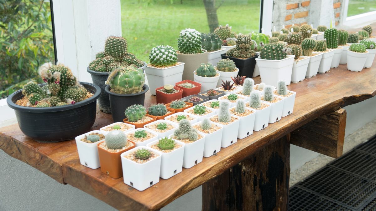 Cactus intérieur