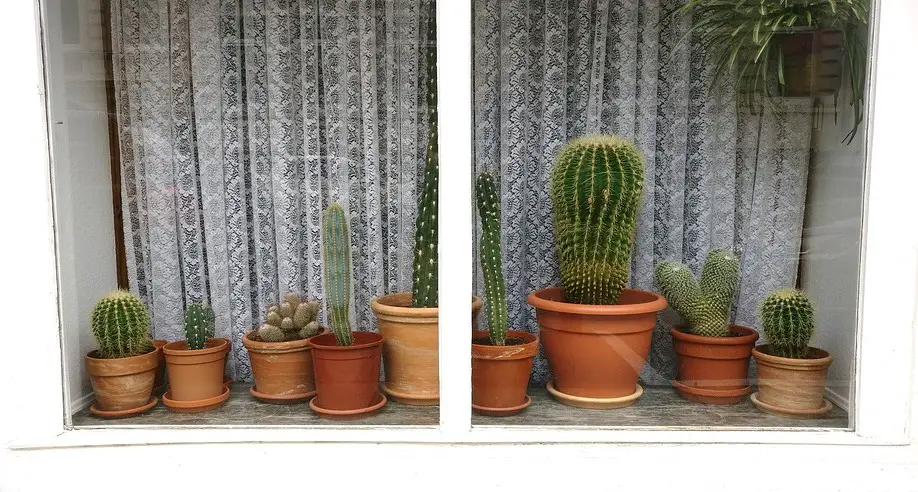 Cactus d'intérieur