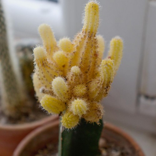 Cactus jaune Echinopsis chamaecereus