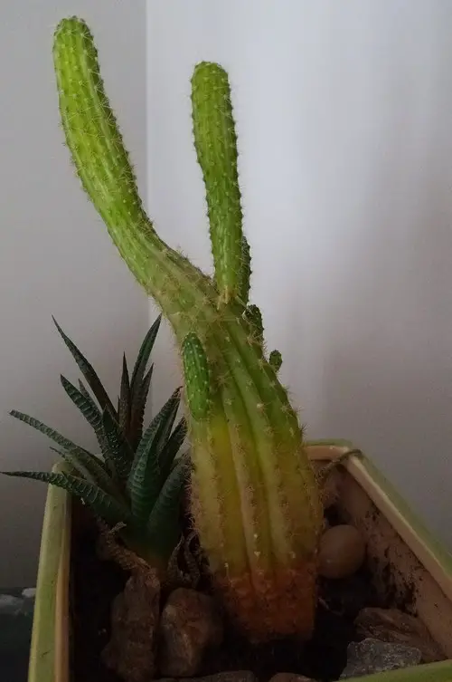 Cactus manque de soleil