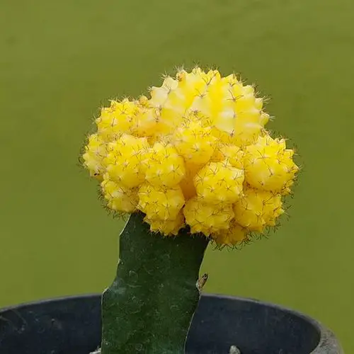 Cactus albinos jaune