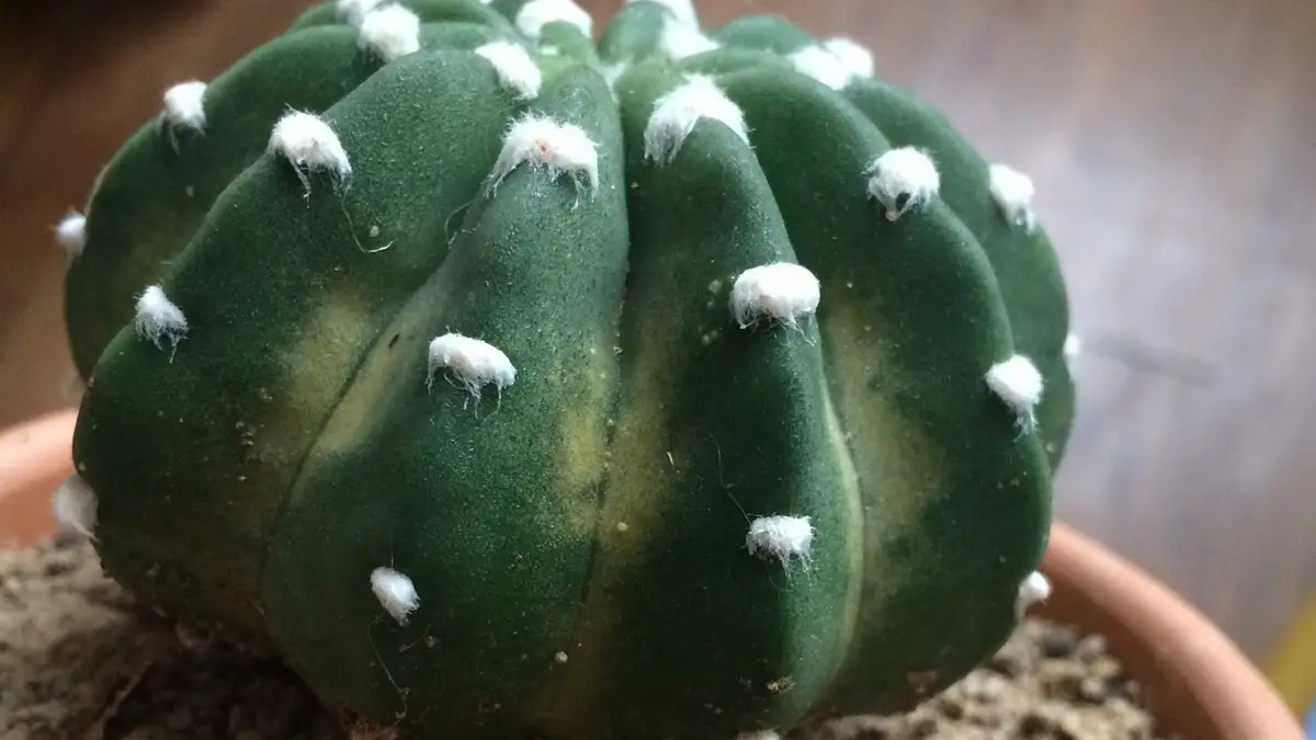 Cactus jauni