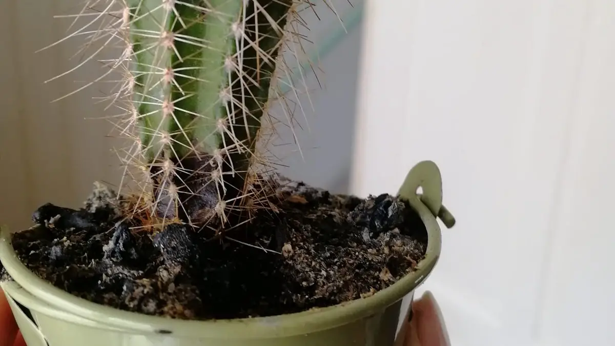 Cactus mou
