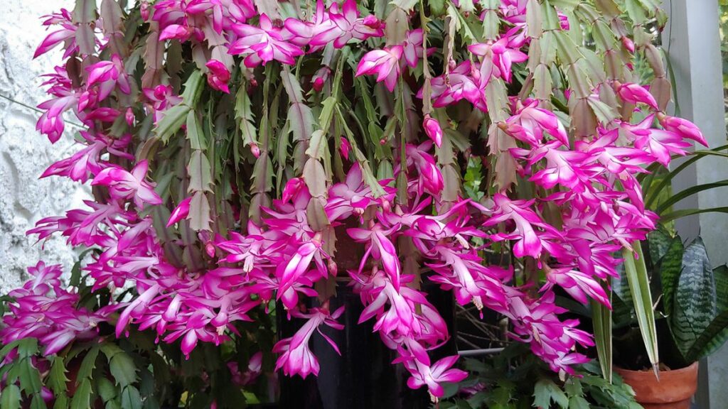 Cactus de Noël floraison