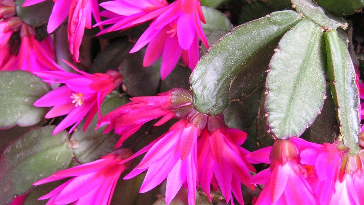 Difference Entre Cactus De Noel Et Cactus De Paques Cactus de Pâques / Rhipsalidopsis : entretien et culture Hatiora – Cactus  Encyclo
