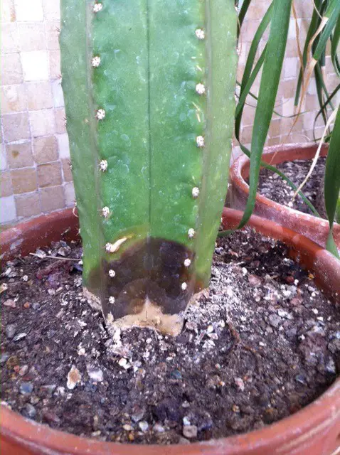 Cactus base pourrie