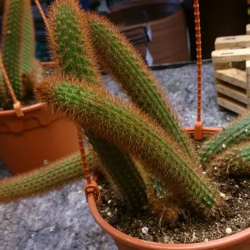 Cactus Queue-de-rat - Aporocactus flagelliformis