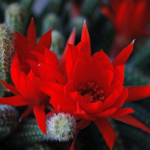 Cactus Queue-de-rat - Aporocactus flagelliformis fleur